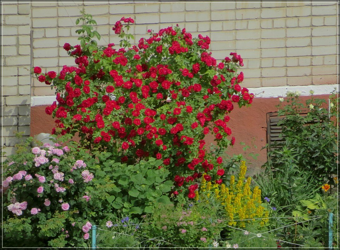 Кустик - Сеня Белгородский