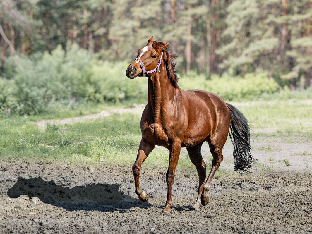 Конь - SanSan 