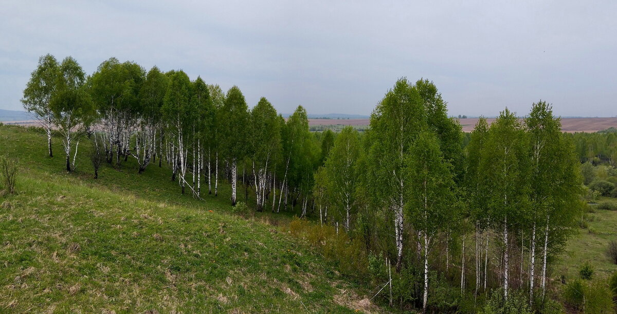 Берёзки. - Радмир Арсеньев