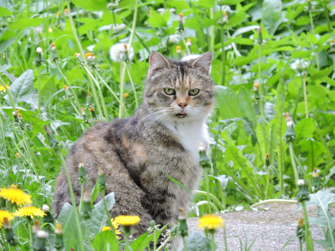 Котейка дворовый - Мария Васильева