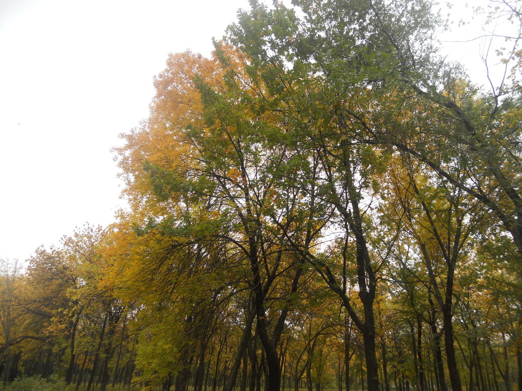осень гуляет в парке - Дарья Неживая