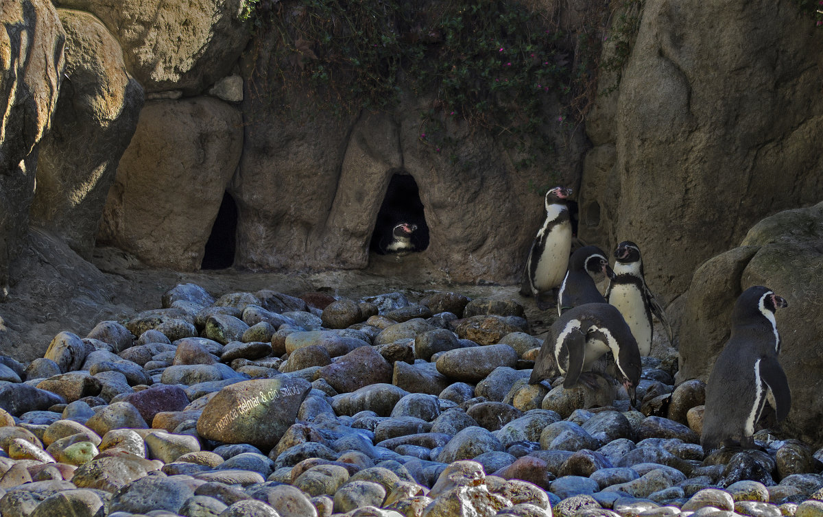 pinguins - noanoa delmar 