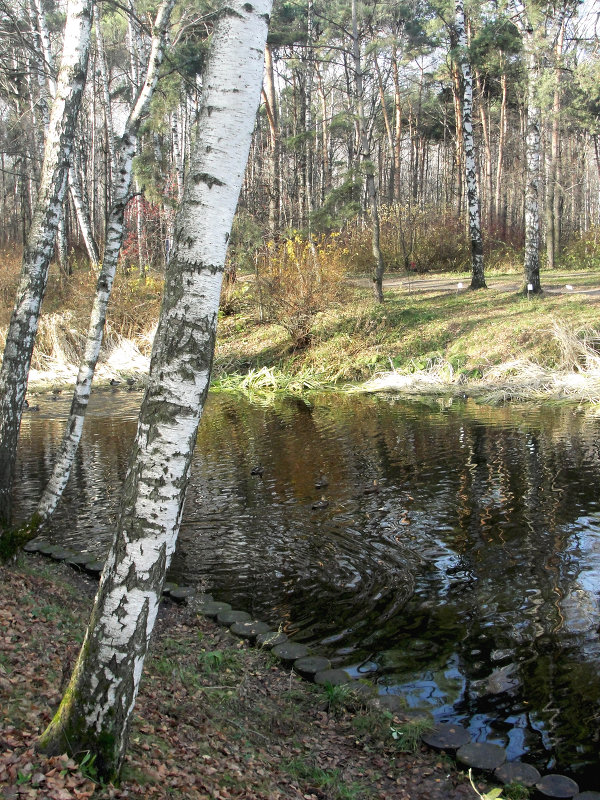 береза у пруда - елена брюханова