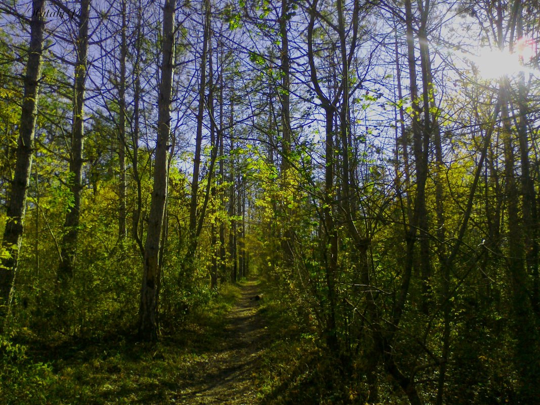 Forest - Наталья 