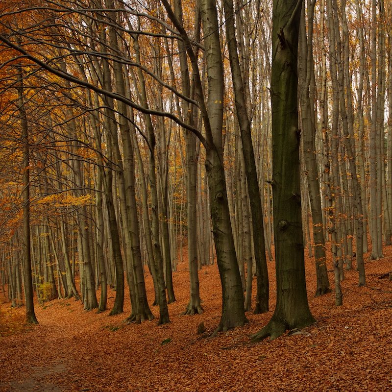 Осень в лесу. - Николай Спиридонов