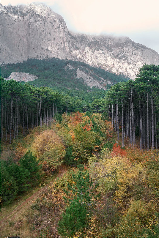 Лес - Николай Казачёк