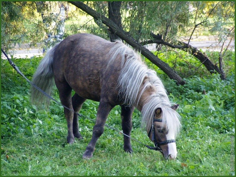 Лошадка-пони - vadim 