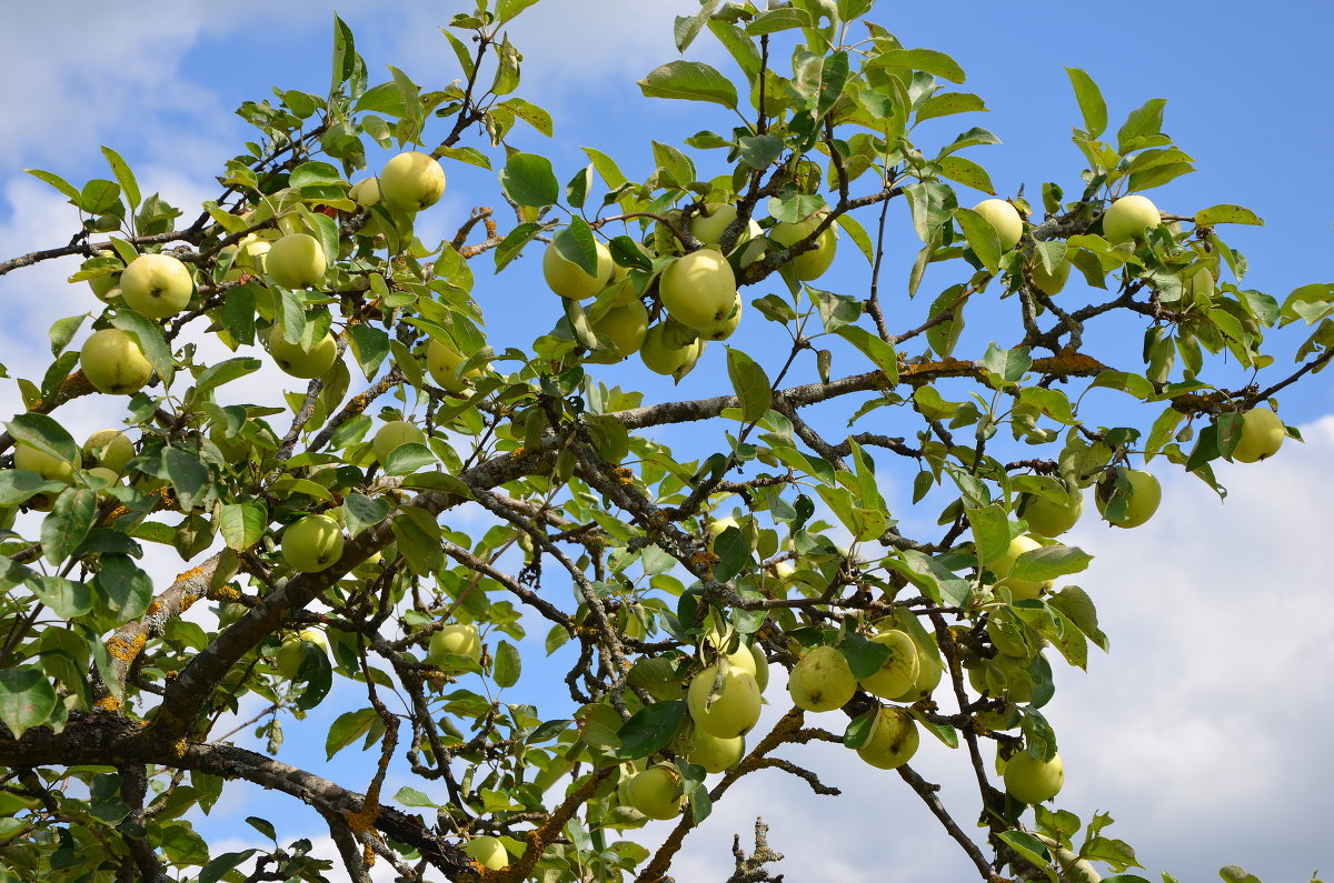 Яблоки в нашем саду - Константин Жирнов