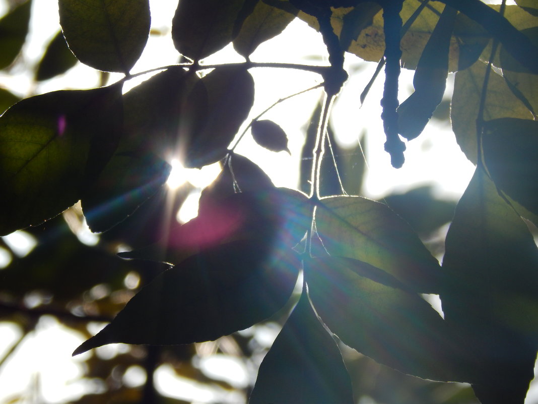 Солнце сквозь листья - Калгиза Осмонова