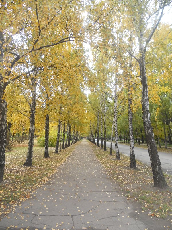 дорожка в доль золотых берёзок - Дарья Неживая