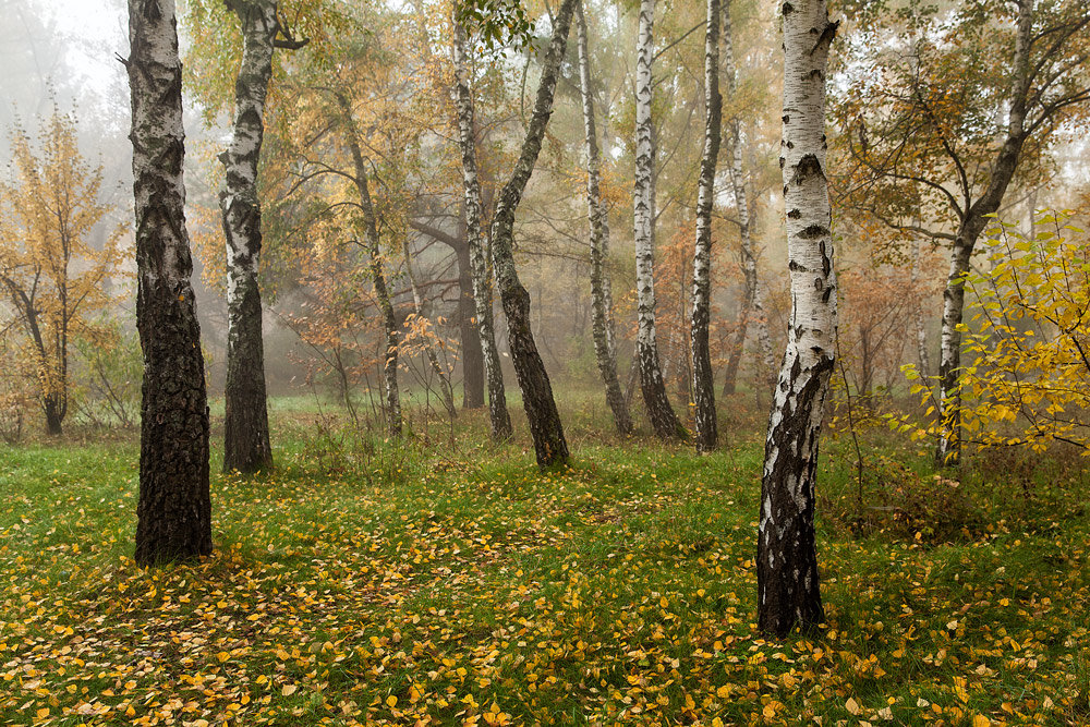 Осенние берёзы - Олег Самотохин
