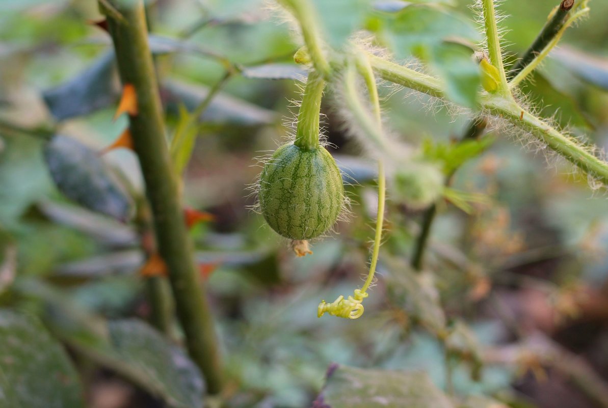 watermelon - David 