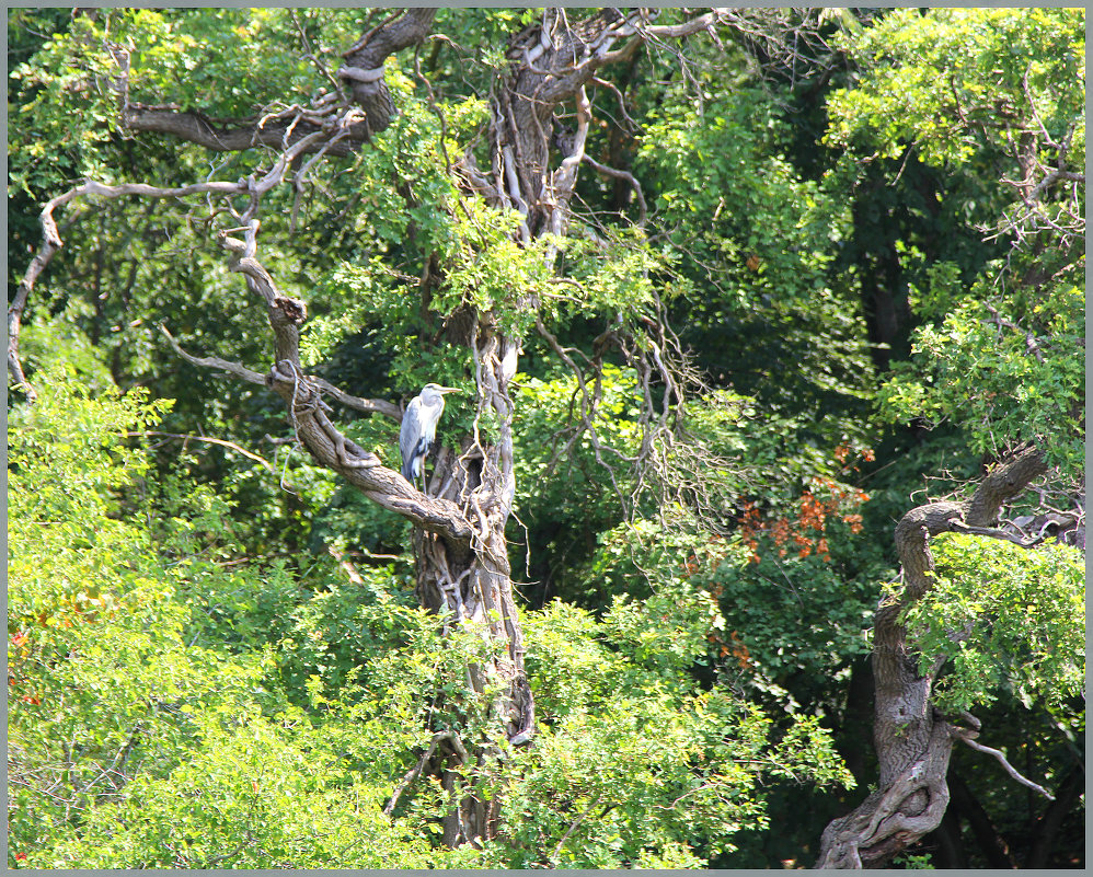 Grey Heron (или серая цапля). Заповедник Ропотамо (Болгария) - Елена Belika