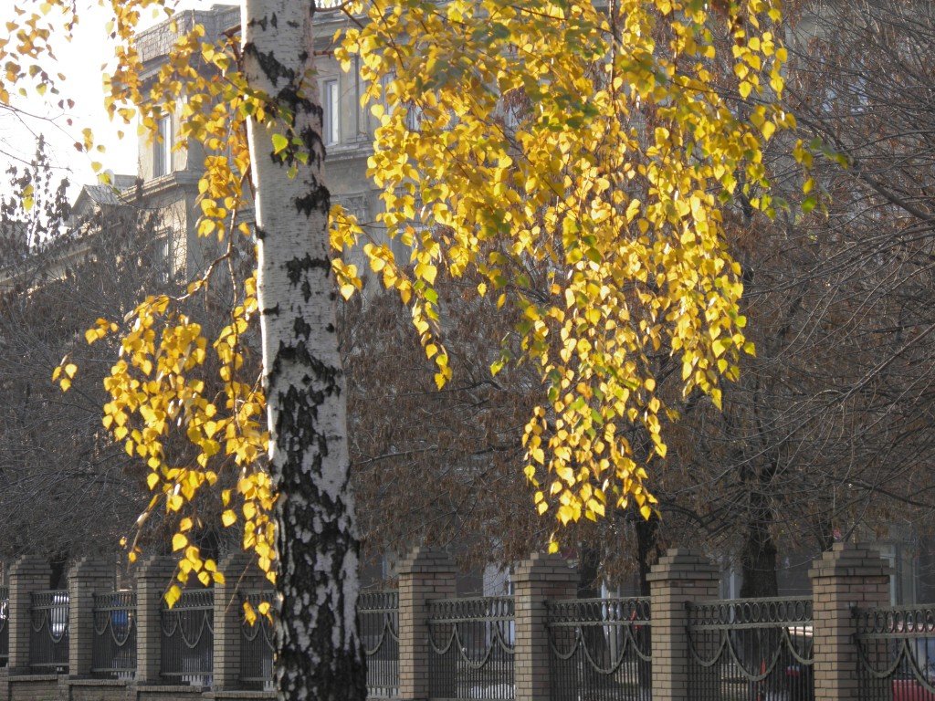 Листья золотые - Виктор Носко