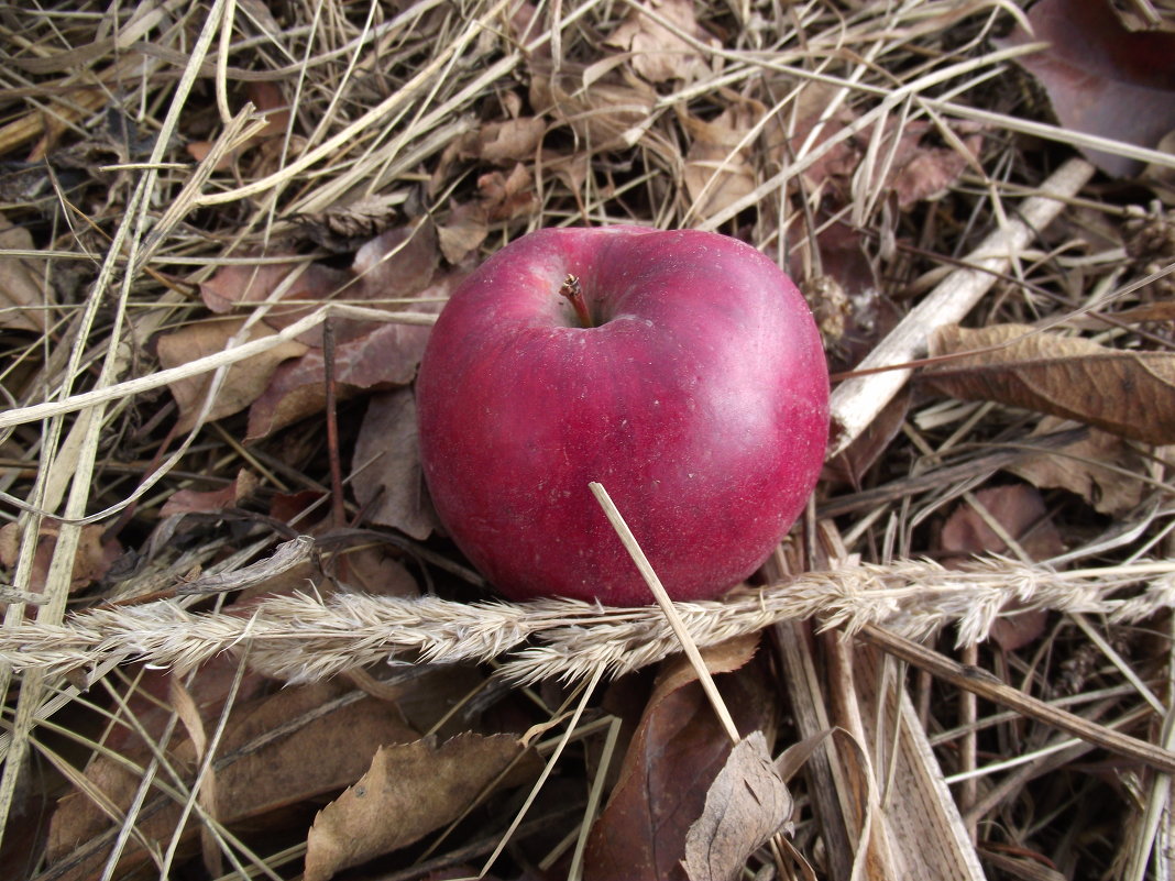 Яблуко Ньютона - Юрій Федчак