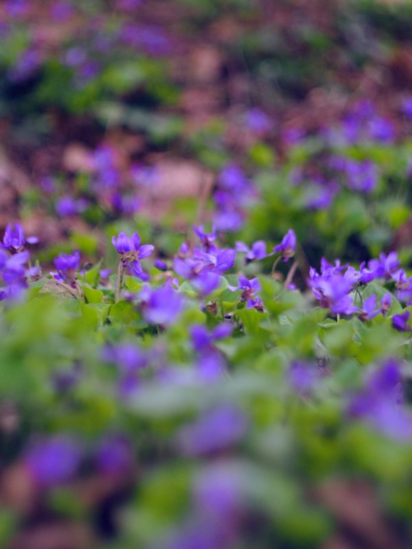 Лесные цветы - Bermuda Разуева