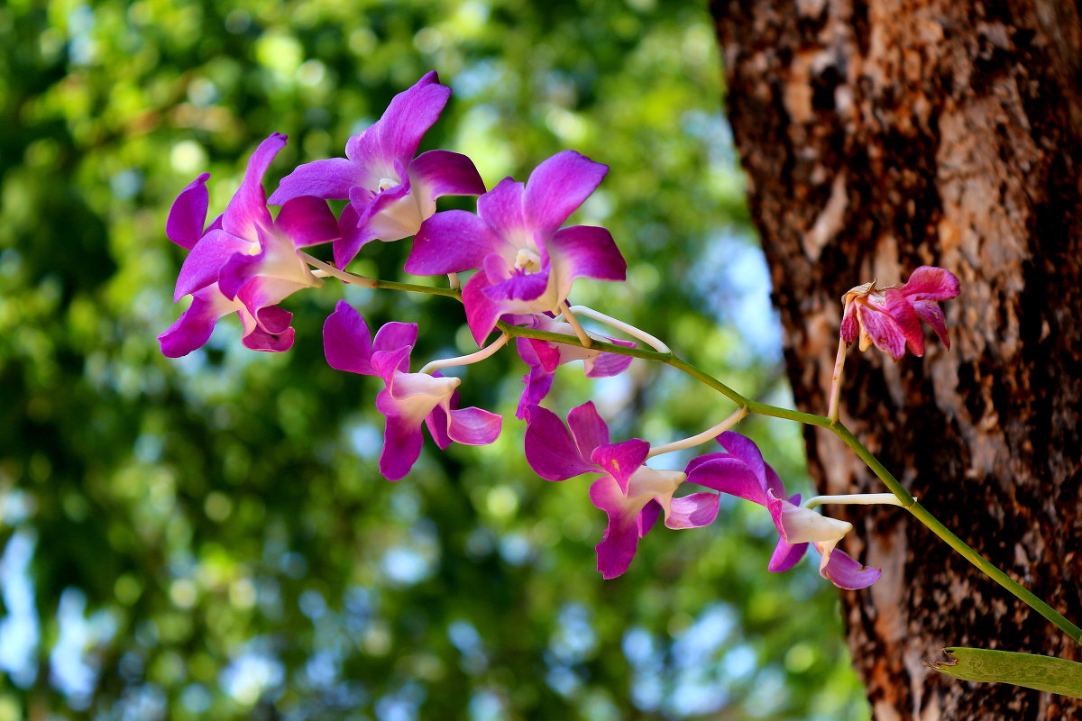 тайская орхидея - Denis Mishin