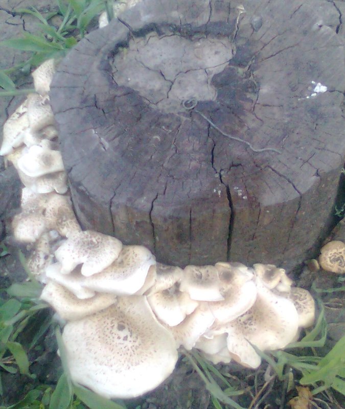 грибы - Дарья Неживая