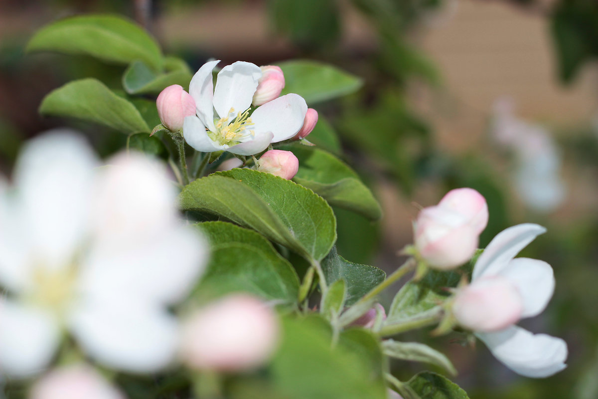 цветение яблони - Iamliliia 