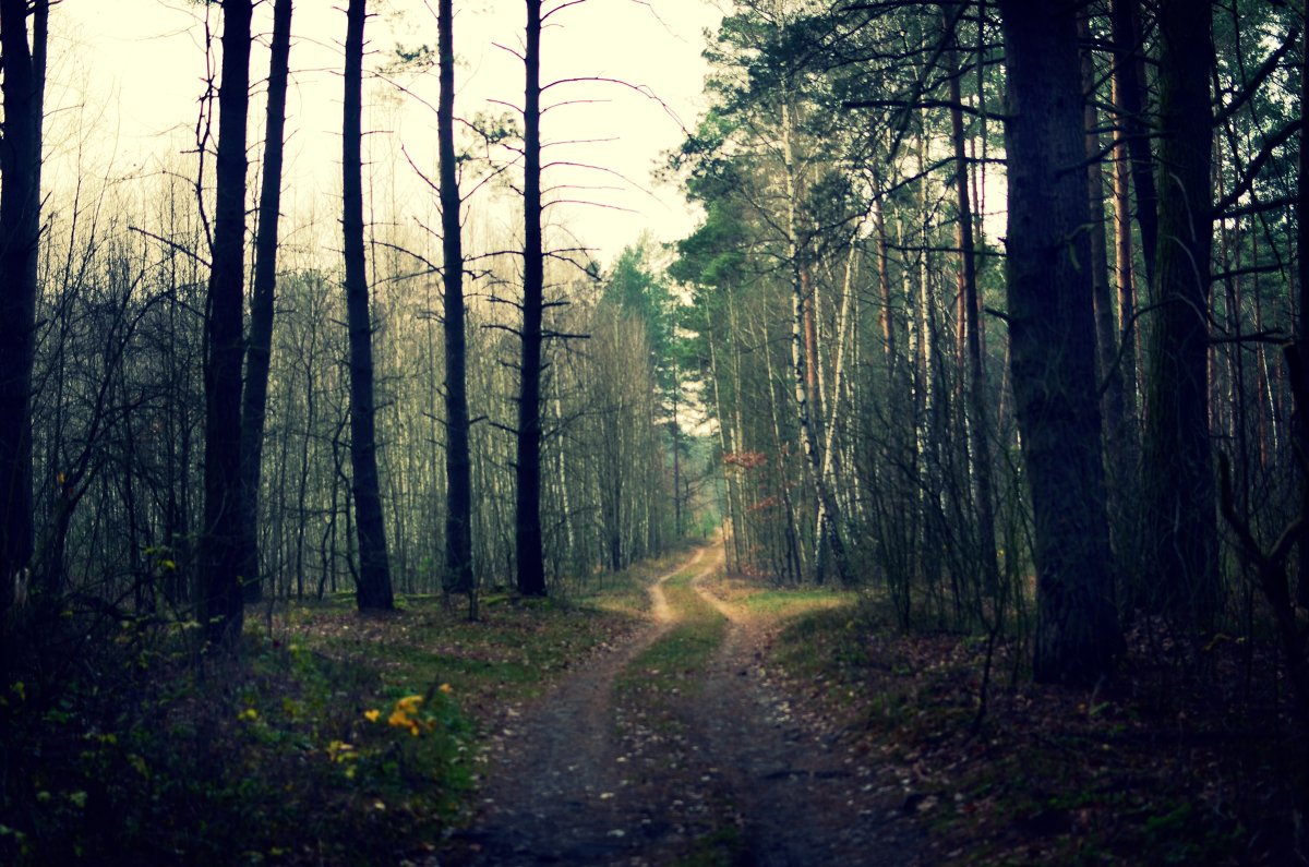 Таинственный  лес - Юлия М