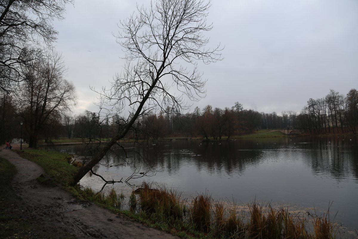Поздняя осень в Гатчинском парке - Елена Разумилова