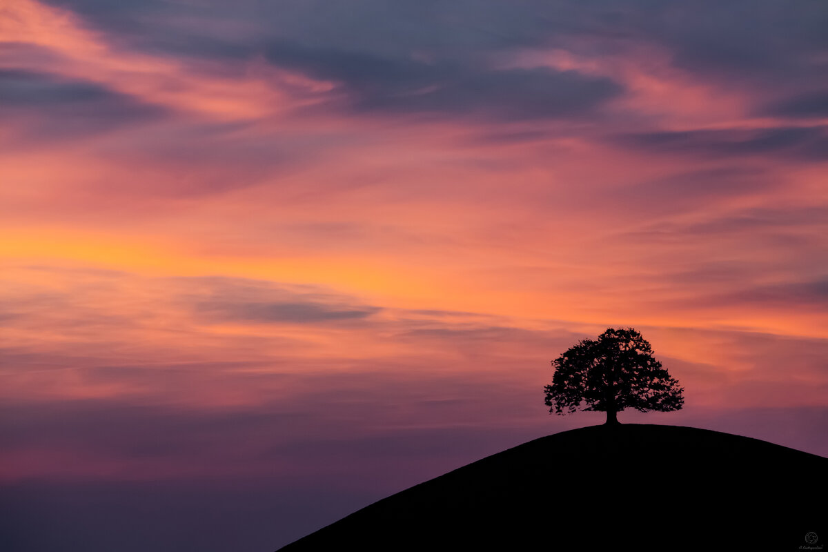 " Древо жизни " / Switzerland - Anatoliy_ photographer