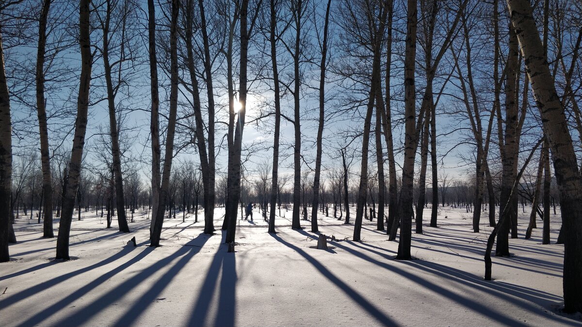 Снег,Солнце,лес - Андрей Хлопонин