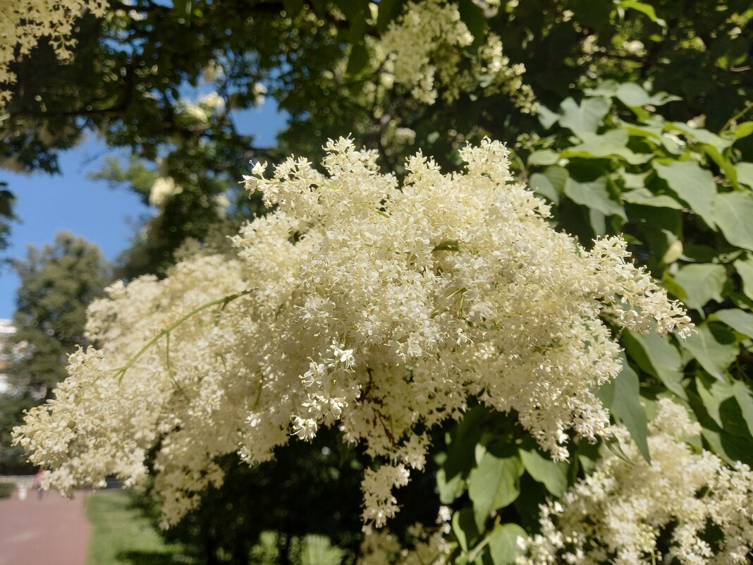 Амурская сирень - Сапсан 