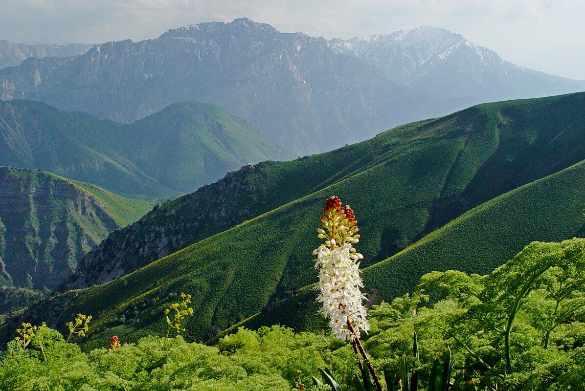 ДОЛИНА КУЛОССЬИ. - Виктор Осипчук