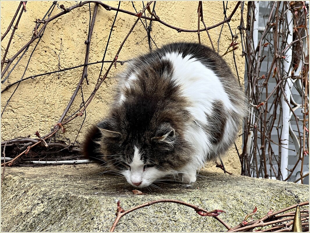 Зеленоградский кот. - Валерия Комова