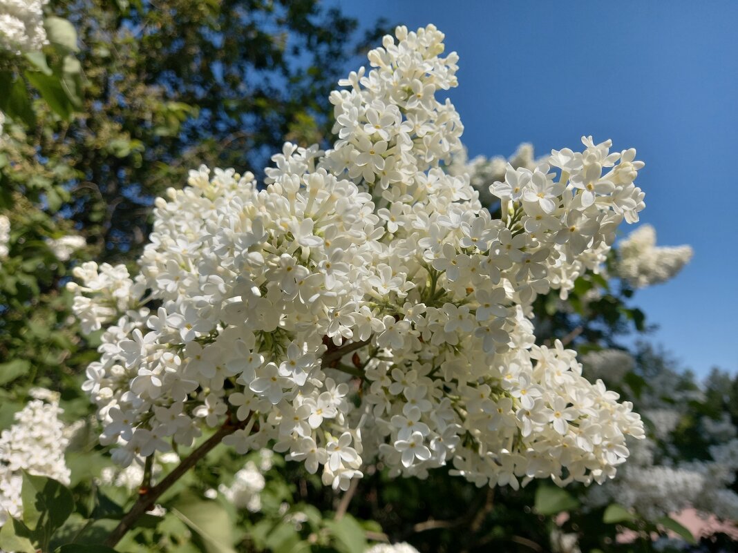 Сирень - Сапсан 