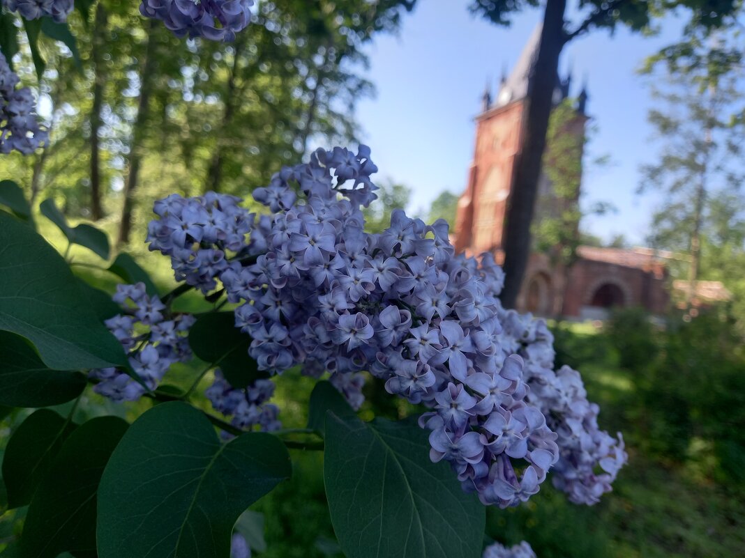 Сирень - Сапсан 