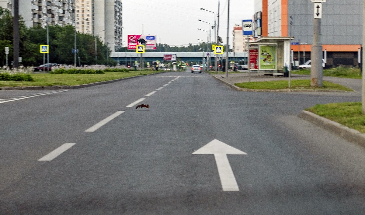 Рано утром в городе белки летают на дорогой - Валерий Иванович