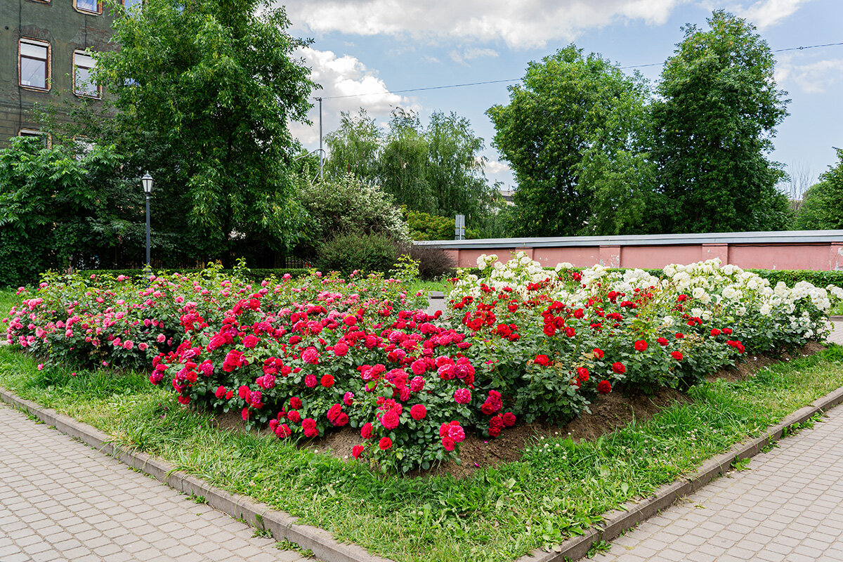 Цветы - Ирина Соловьёва