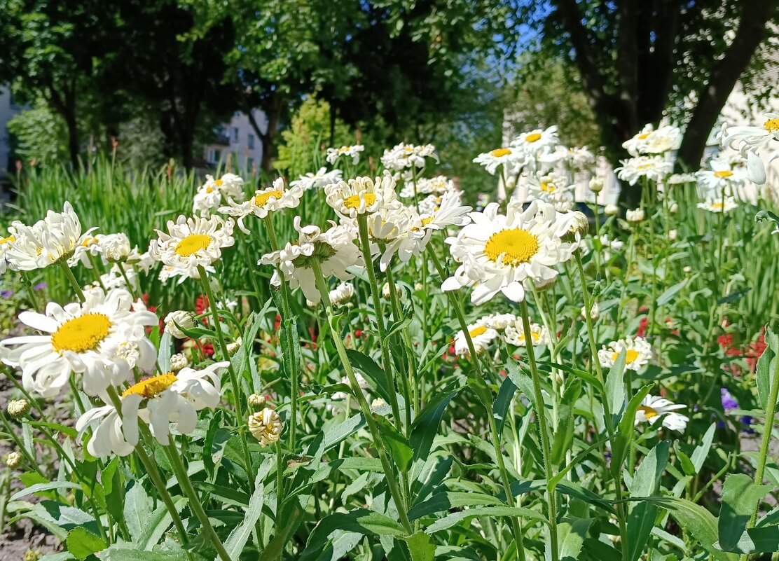 Ромашки-кучеряшки - Мария Васильева