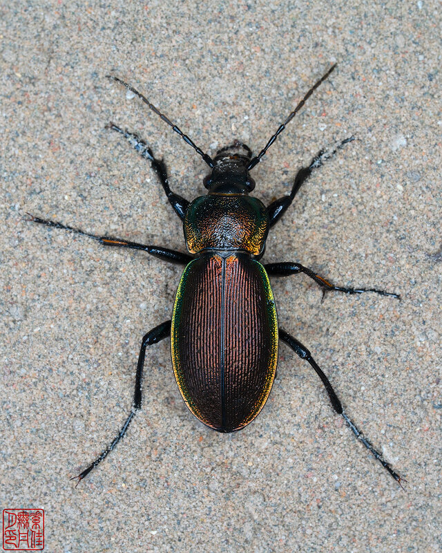 Жужелица Carabus regalis - Станислав С.