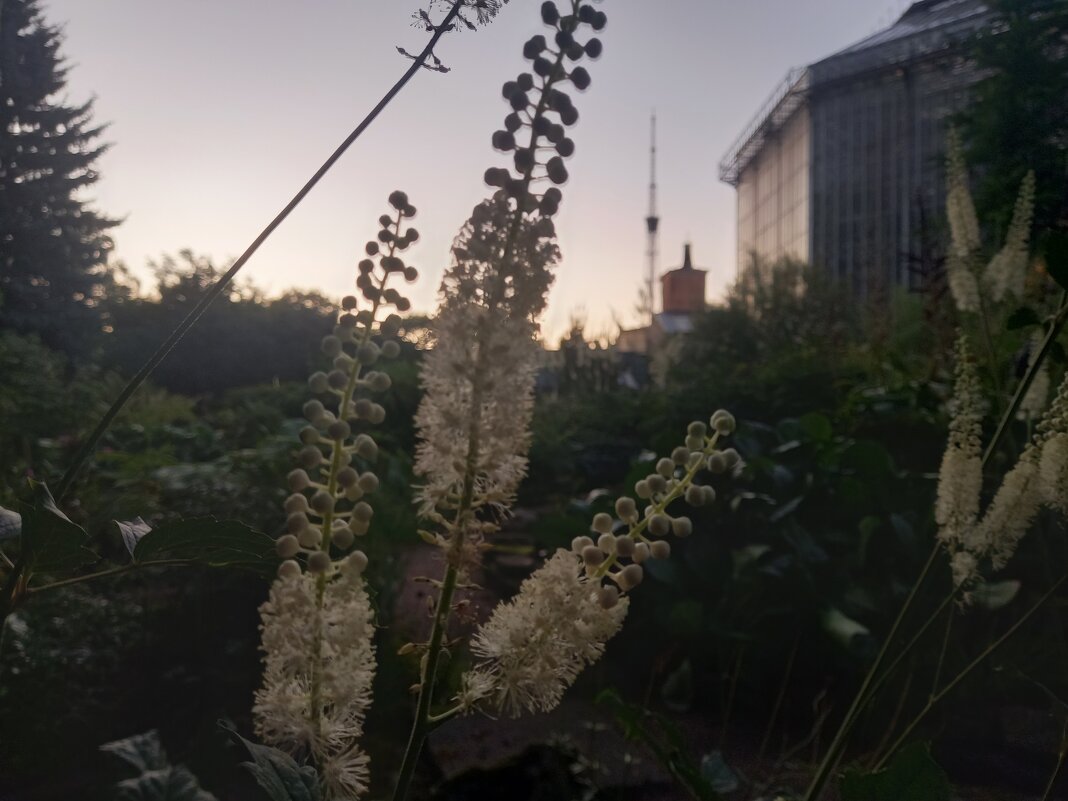 Клопогон - Сапсан 