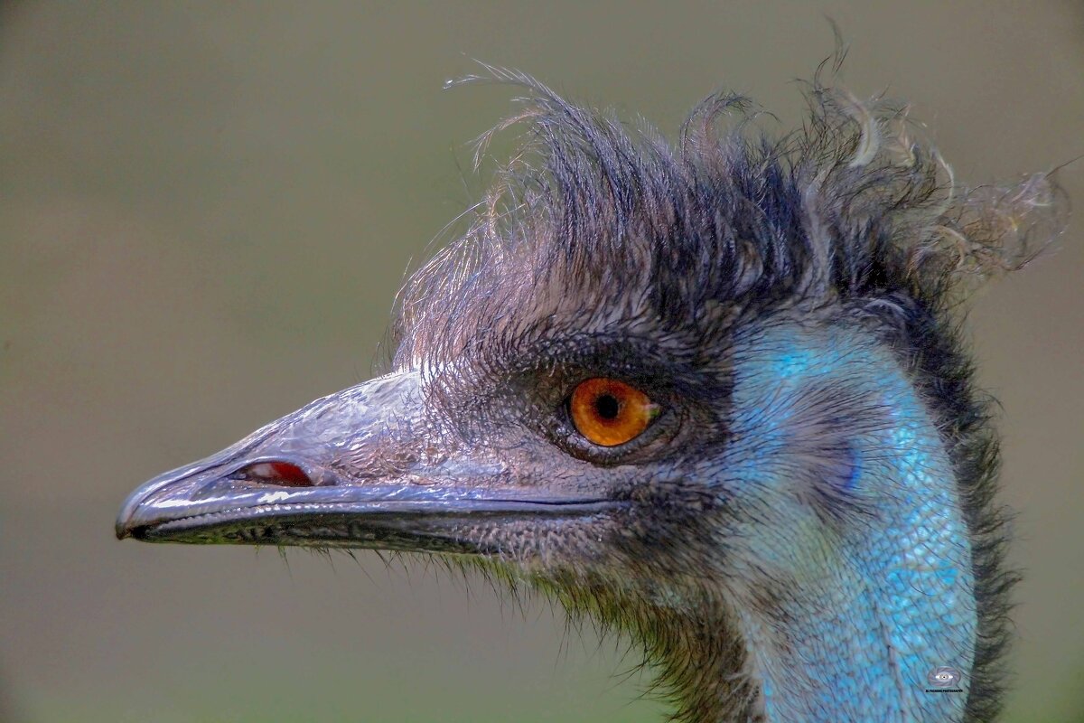 Emu - Al Pashang 