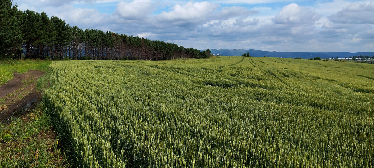 Лето. - Радмир Арсеньев