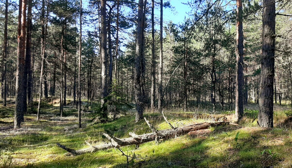 Утро в сосновом лесу - Наталья Герасимова