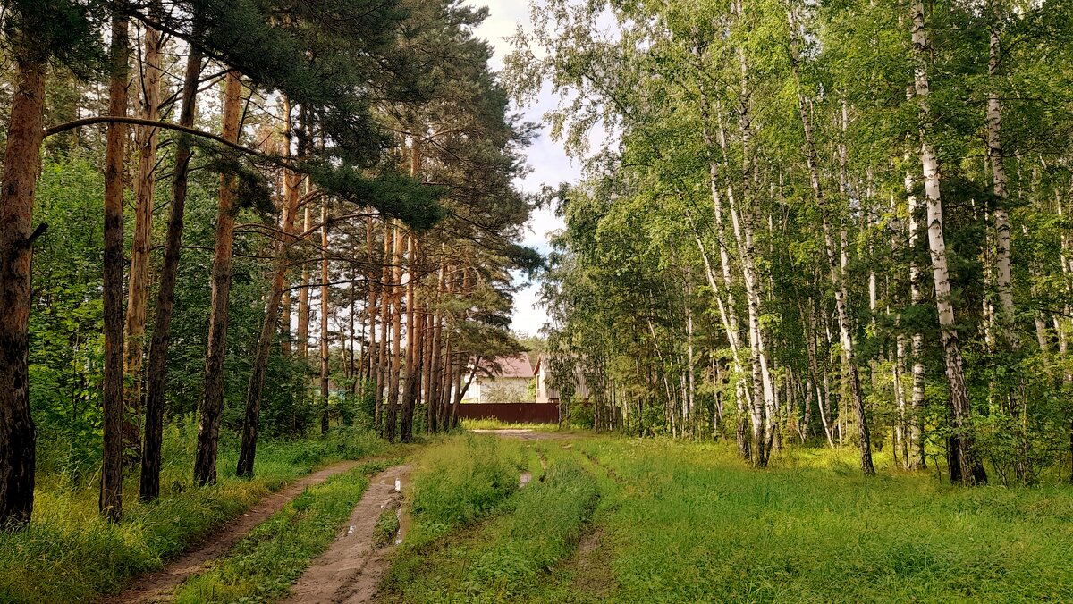 В лесу июль . - Мила Бовкун