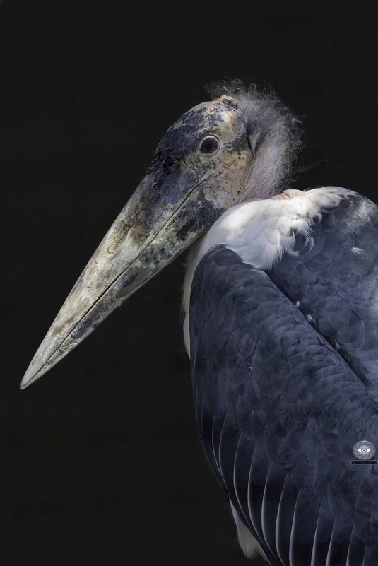 Marabou stork - Al Pashang 