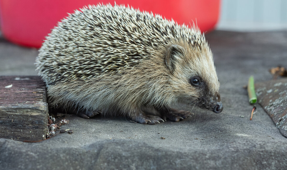 Hedgehog on old roofing material | 1 - Sergey Sonvar