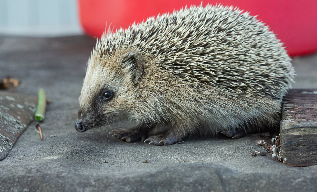 Hedgehog on old roofing material | 4 - Sergey Sonvar