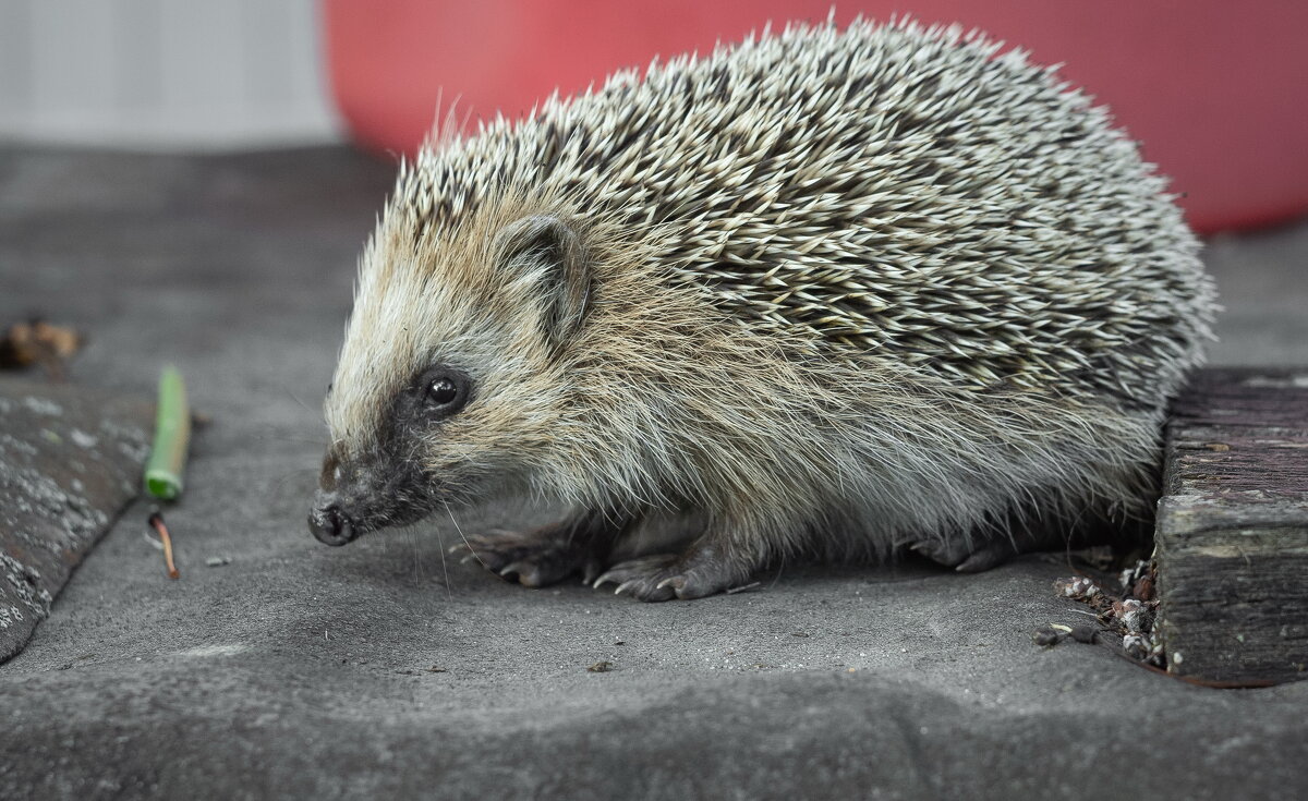 Hedgehog on old roofing material | 10 - Sergey Sonvar