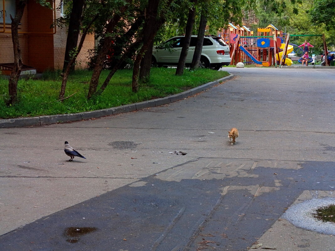 Жизнь вокруг нас: сложные отношения между кошками и воронами - Андрей Лукьянов