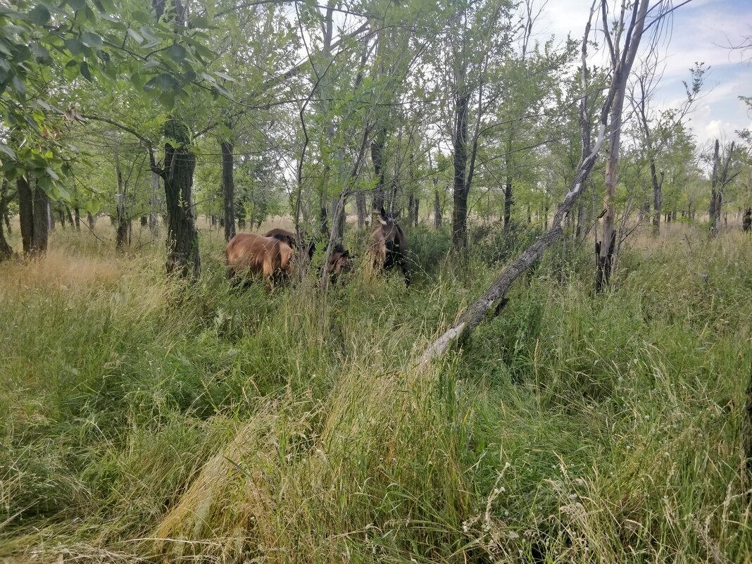 В тополиной роще... - Андрей Хлопонин