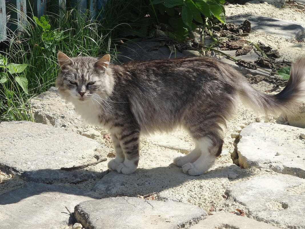 Котик в Зарайске - Лидия Бусурина