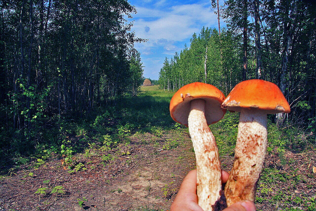 Август,..Грибы .и стожок сена! - Владимир 