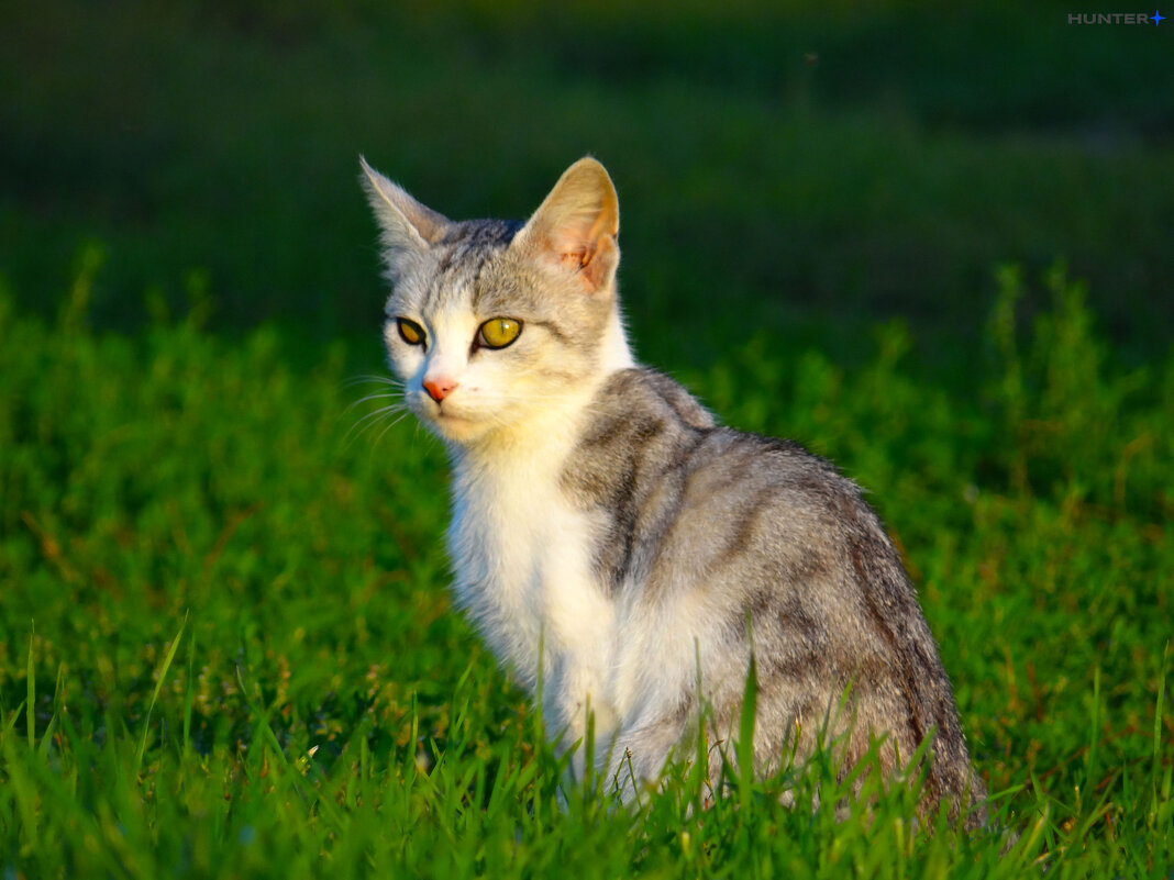 Август - Полина Лопатина (Hunter)